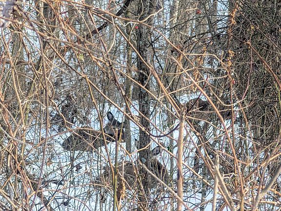 3rd image of 0 Kuhn Run Rd