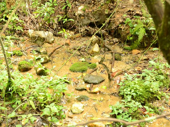 3rd image of 148 Babbling Brook Ln