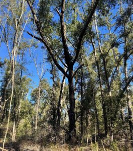 LOT 41 SW 77th Blvd, Jasper, FL, 32052