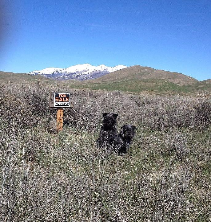 2nd image of Smokey Dome Ranchos #9