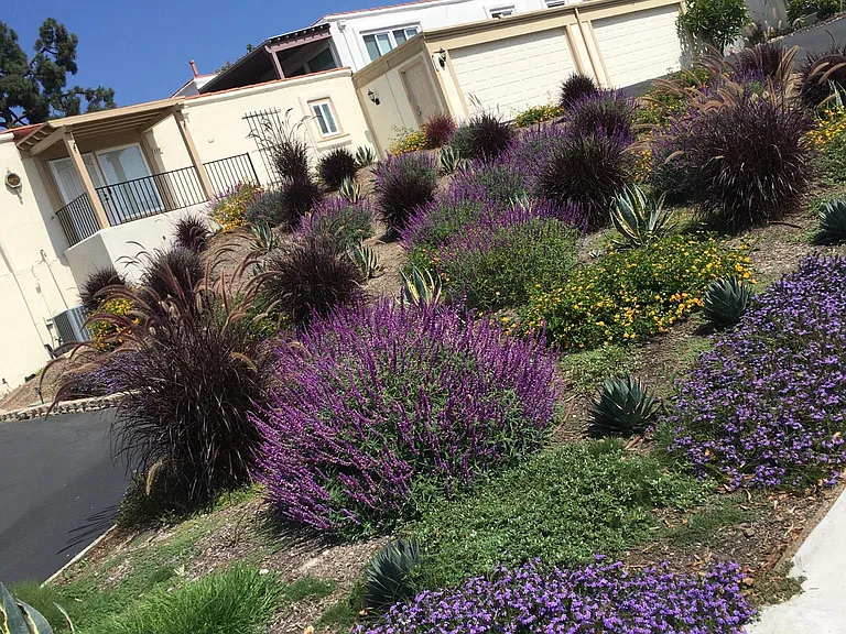 Neighborhood Foliage
