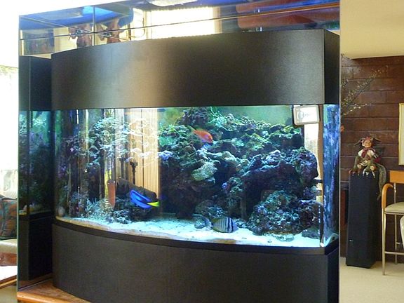 salt Wtr coral reef Bowed Aquarium
