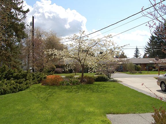 ornamental cherry in front