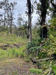 Omaomao Rd, Volcano, HI, 96785