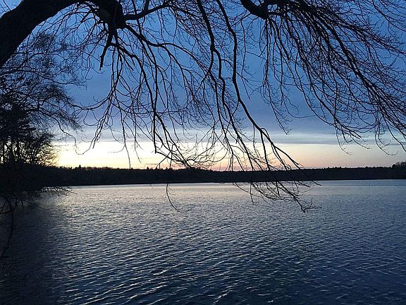 Unfiltered view, backyard