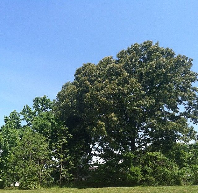 1st image of 4635 Wellington Point Ln
