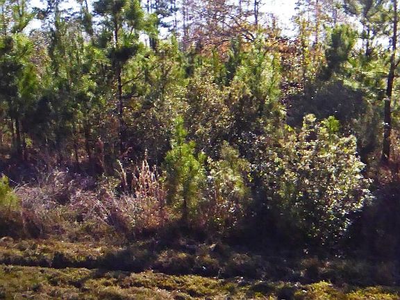 4th image of 50 County Road 3479a