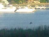 Ospre dive bombing prey