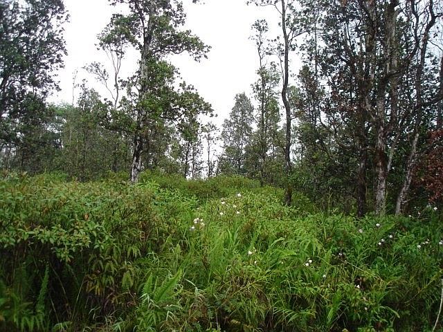 1st image of Hibiscus Dr Lot 29