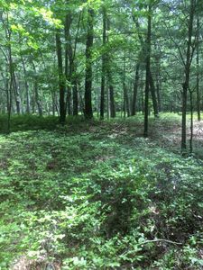 0 Oakwood Dr, Caseville, MI, 48725