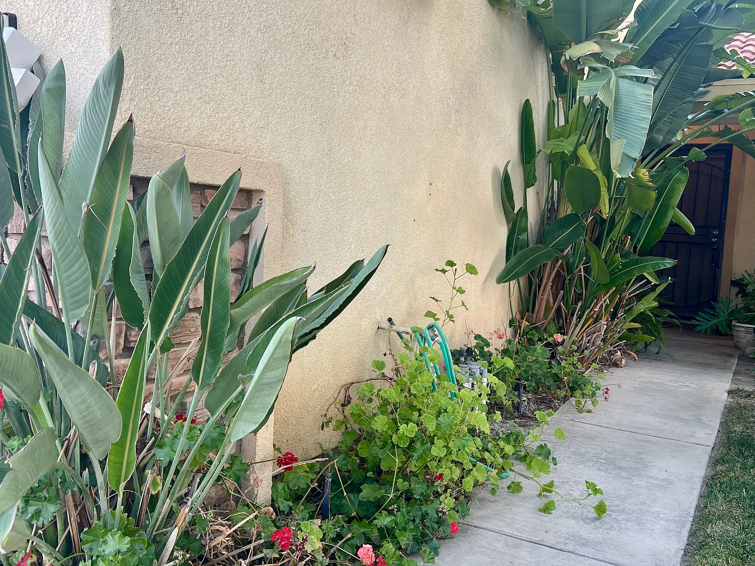 Rue Chenin Blanc, San Jacinto — Photo 1