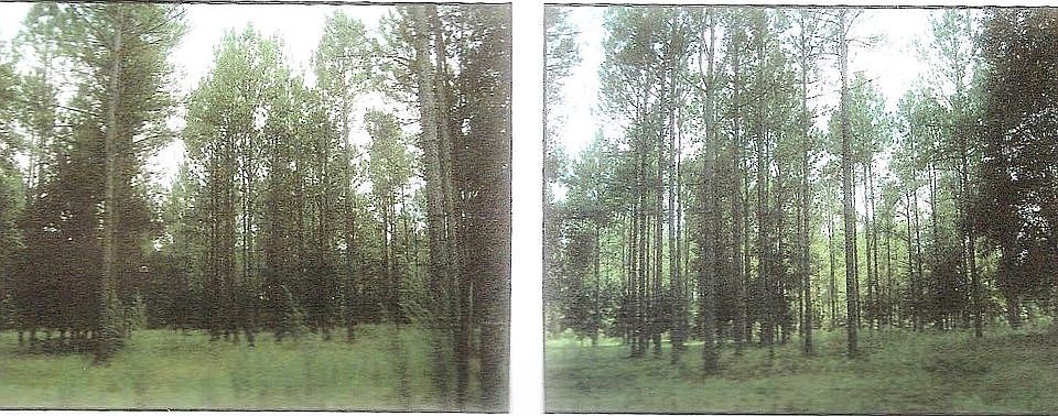 Trees and more TREES