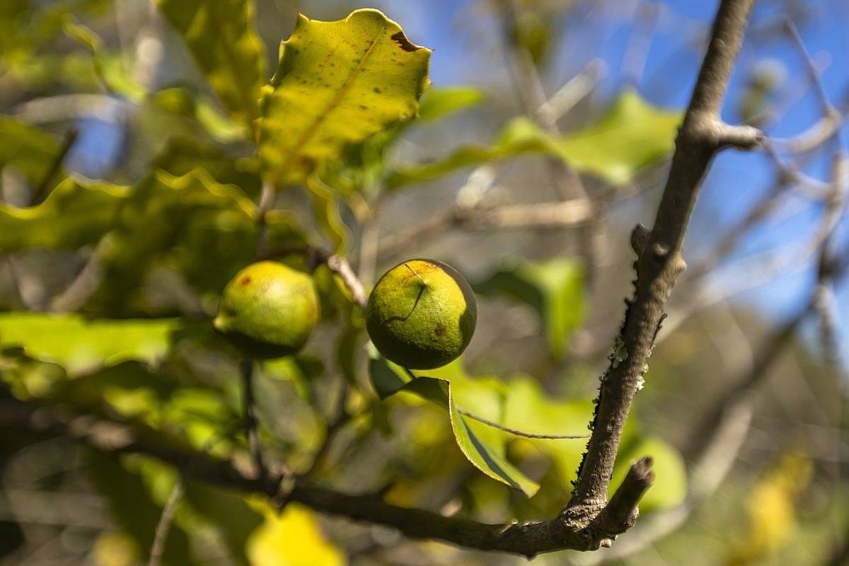 55749 Maliu Rd, Hawi, HI 96719 MLS 703889 Zillow