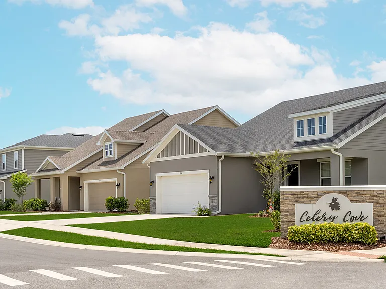 1306 Celery Palm Cv — Photo 22
