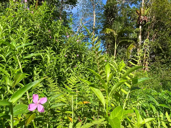 Kauai Rd Lot 636, Pahoa, HI 96778