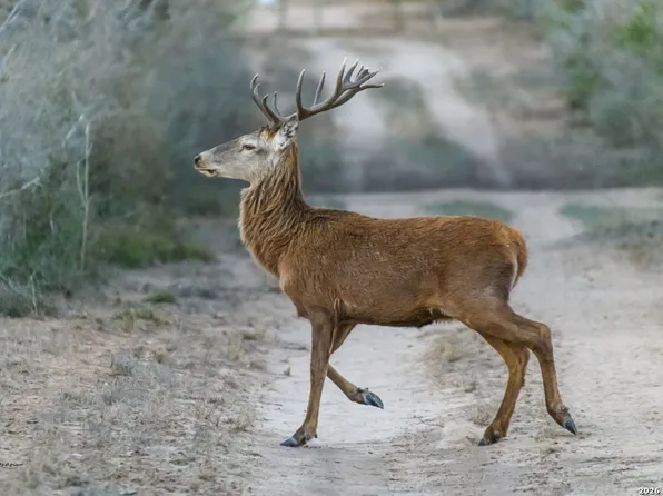 0 Summertime Rd, Encino, TX 78536