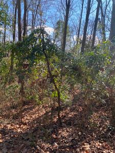 0 Beth St, Cullman, AL, 35055