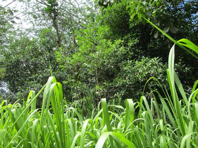 23rd Ave Lot 1131, Keaau, HI, 96749