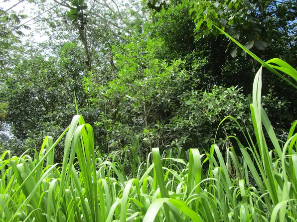 23rd Ave Lot 1131, Keaau, HI 96749