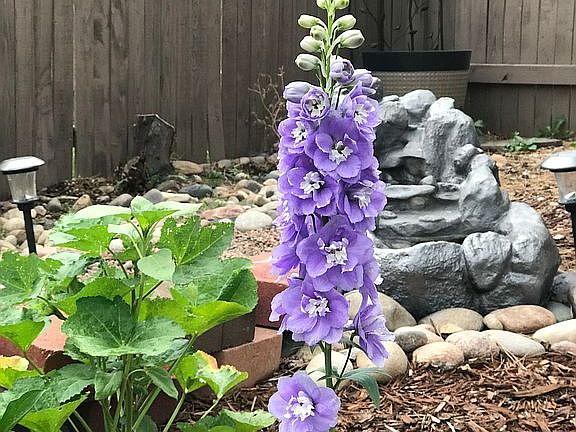 3rd image of 9541 Penstemon Ct