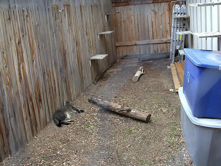 Large catio