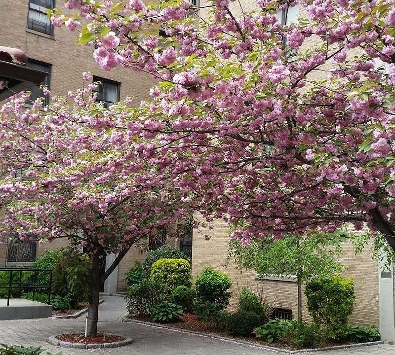 1st image of 14809 Northern Blvd APT 1H