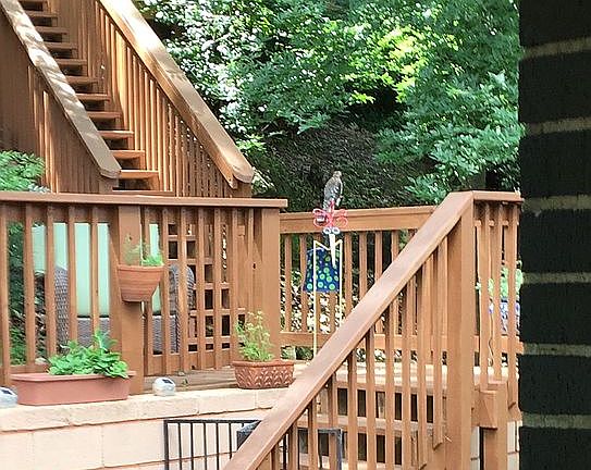 Multi-level deck in backyard