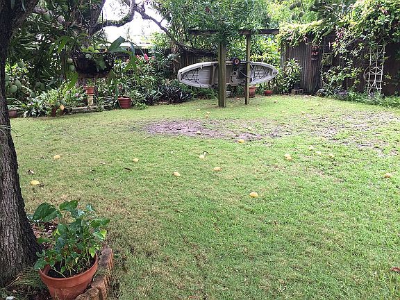 Mango tree in backyard