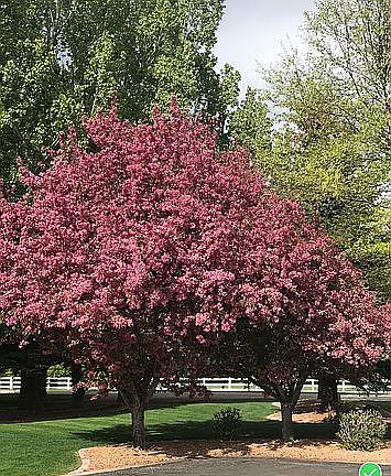 Spring Blooms