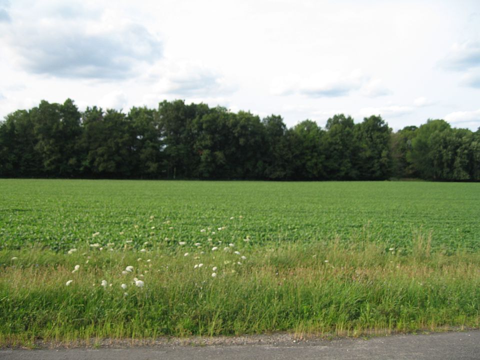 1st image of Lyonswood Dr