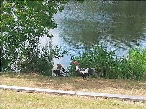 1st image of 6962 Lake Joanne Dr