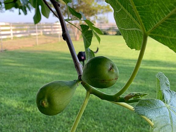 Fig tree