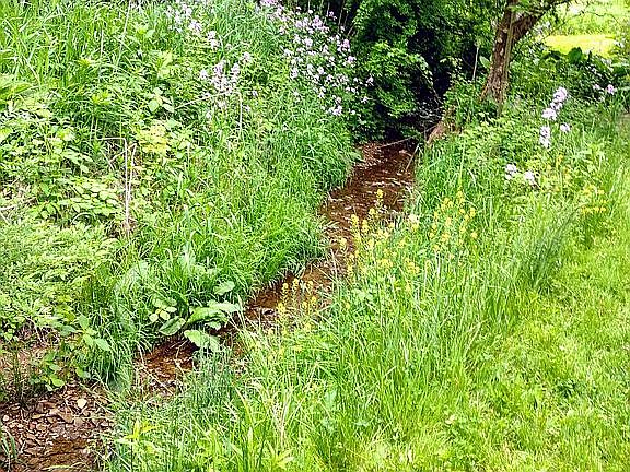BACK YARD STREAM