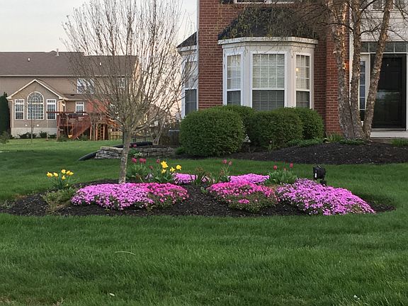 Beautiful spring flowers