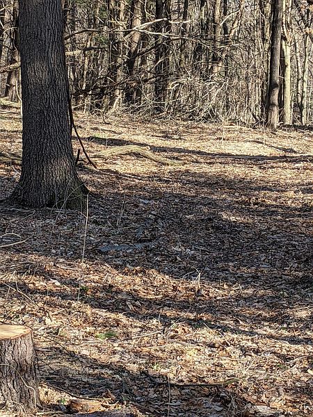 5th image of 0 ALTAMONT Road