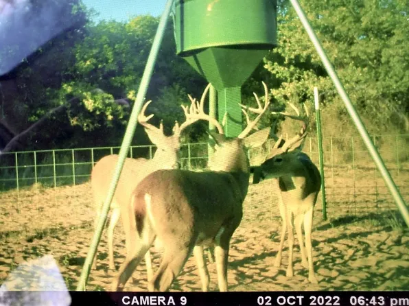 302 County Road 206, Cisco, TX 76437