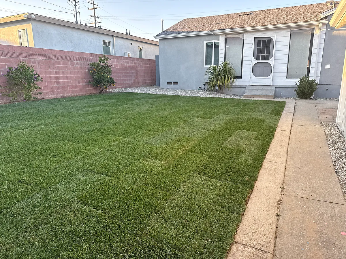 back yard - 2512 Sierra St