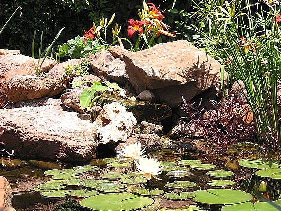 Pond