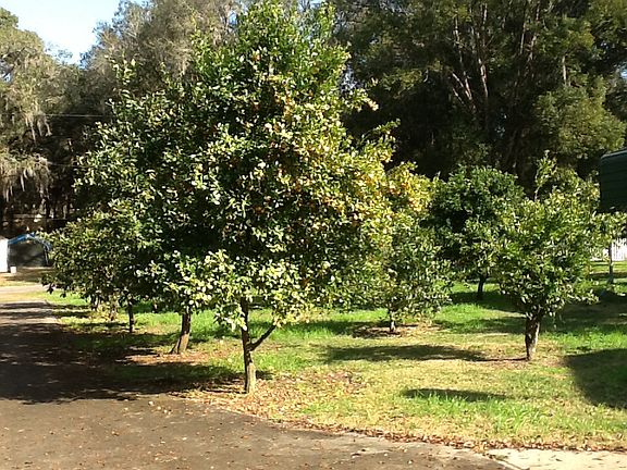 Orange Trees in Front Yard