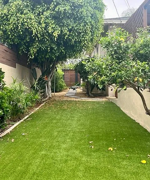 Back yard with citrus trees