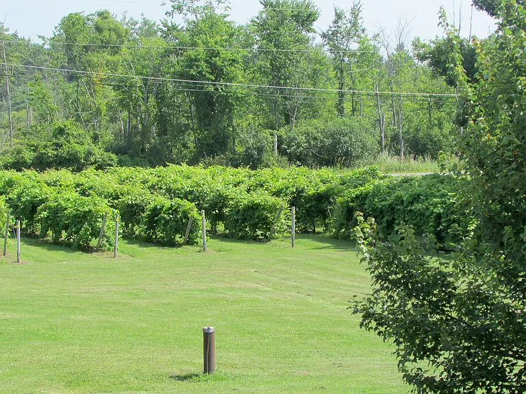 View of vineyards from the back deck.