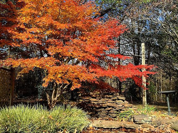 Autumn colors over the pond