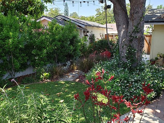 Backyard lawn grown in