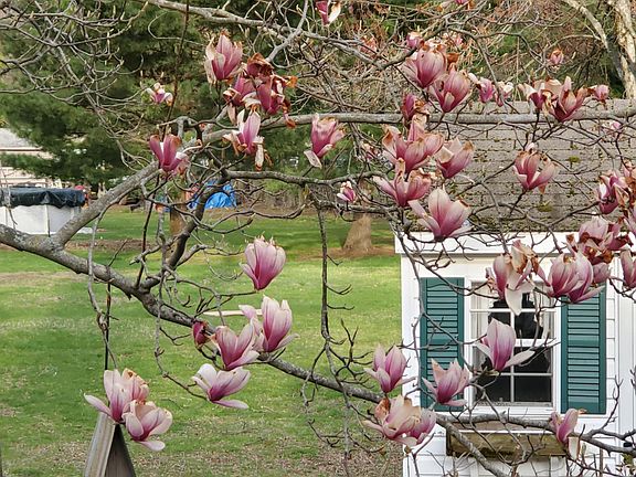 Flowering tree by shed
