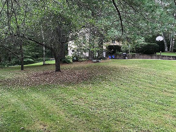 Side yard fruit tree.