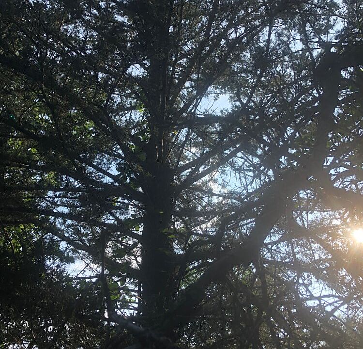 wooded
