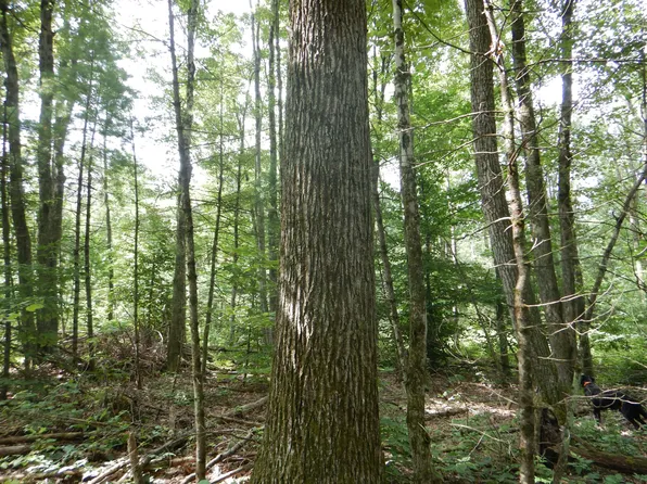 Chaffee Creek Rd, Newfield, NY 14867