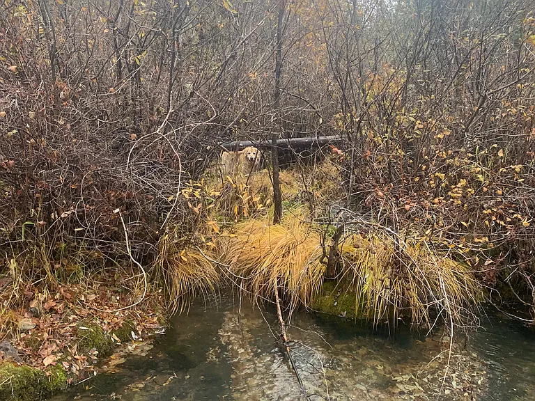 52 Dodes Creek Rd — Photo 33