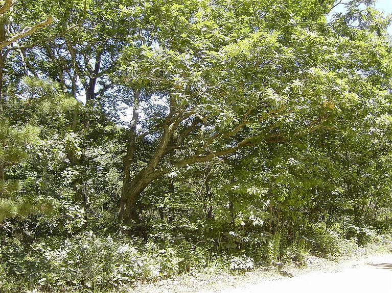 1st image of 80 Oak Lane