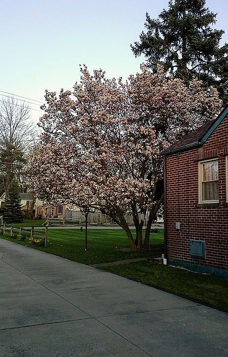 2nd image of 7732 Tod Ave